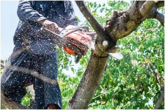 tree services Ladson